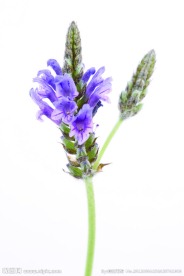 薰衣草