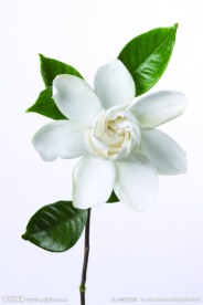 栀子花