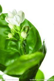 茉莉花