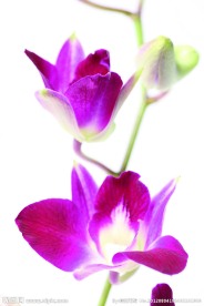 兰花