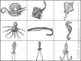 章鱼带鱼海马海洋生物笔刷