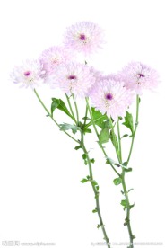 大丽菊