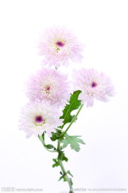 大丽菊