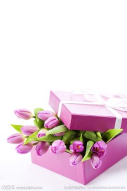 放在礼物盒里的紫色郁金香