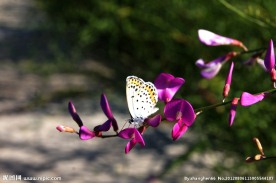 蝴蝶与花