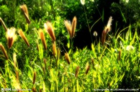 野草