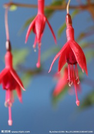 灯笼花