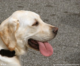 金毛犬