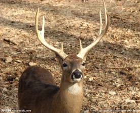 雄鹿