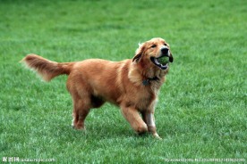 金毛犬