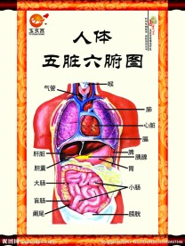 人体五脏六腑图挂画