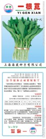一根苋