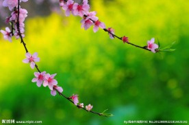 粉红桃花