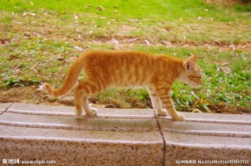 黄猫