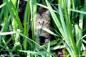 野猫