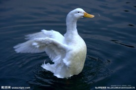 水中站立的白鸭