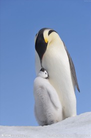 帝企鹅