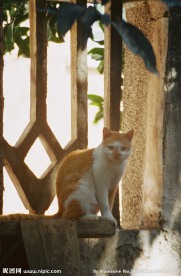 黄猫