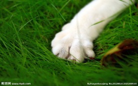 猫爪
