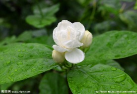 茉莉花