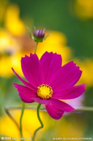 格桑花