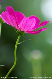格桑花
