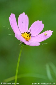 格桑花