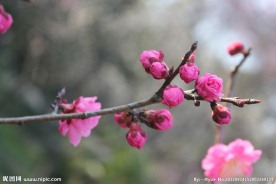 梅花