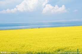 青海油菜花