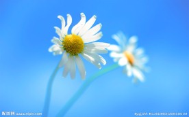 小花