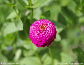 菊花鲜花