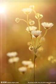 野菊花