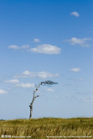 草原大树