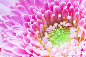 菊花特写
