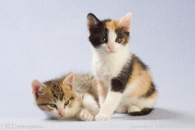 可爱小猫