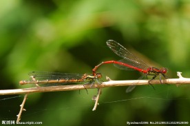 红蜻蜓
