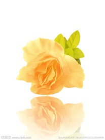 菊花鲜花