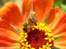 蜜蜂昆虫