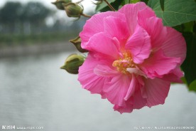 芙蓉