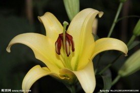 百合花开