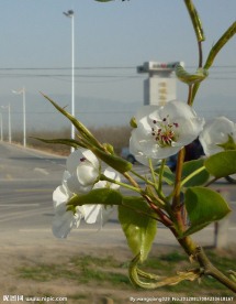 梨花开