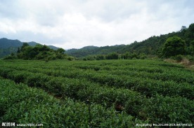 雷公礤茶叶基地