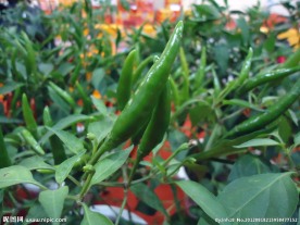 尖椒