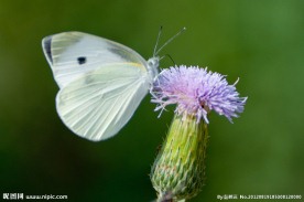 白蝴蝶