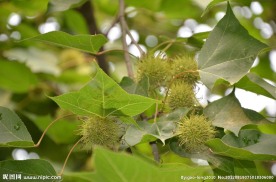 枫香树果