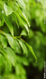 雨后树叶