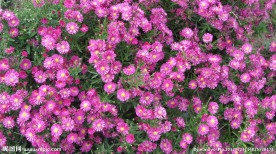 菊花花丛