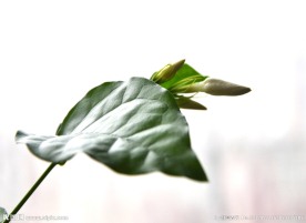 一叶花苞
