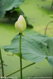 白荷