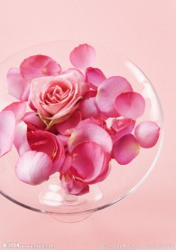 玫瑰花